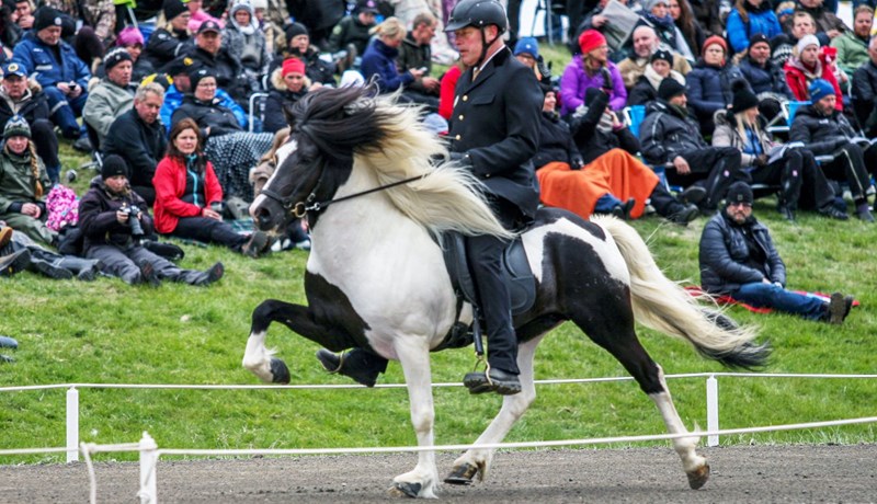 536 hross úr landi á fyrsta ársfjórðungi