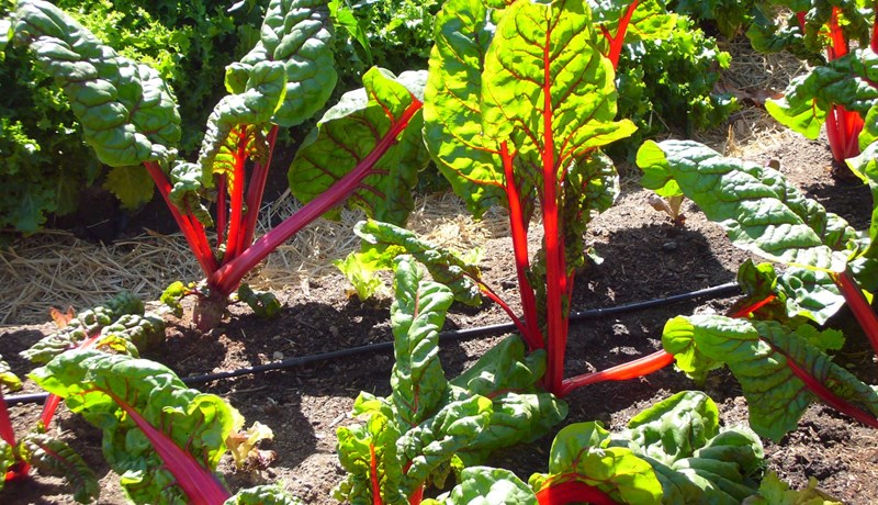 Beta, rófa, beðja eða blaðka