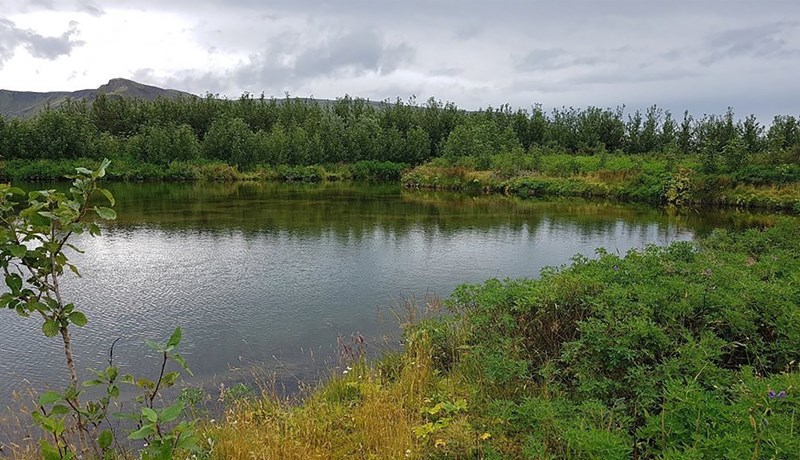 Súrefni nýtt fyrirtæki í kolefnisjöfnun