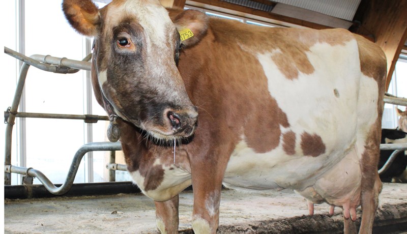 Skilaði rúmum 14,3 tonnum af mjólk