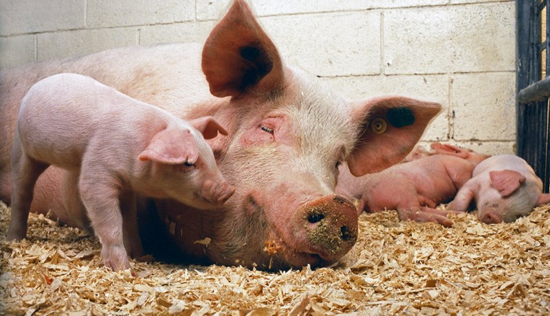 Niðurstöður búvörusamninganna vonbrigði