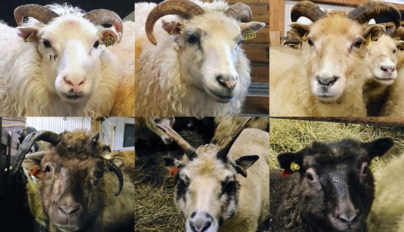 Hitt og þetta í kringum riðu og arfgerðir