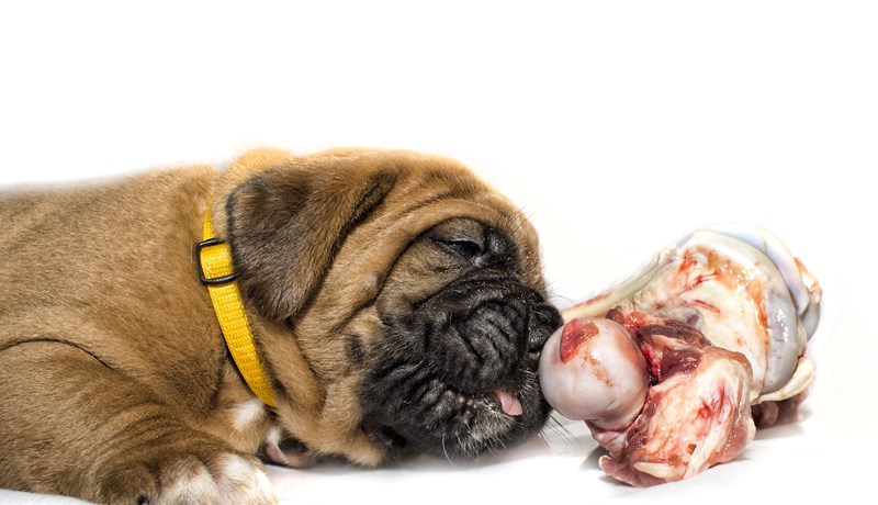 Hundar menga mest gæludýra