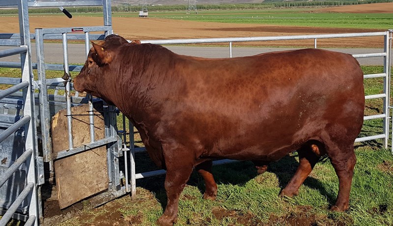 Þyngsta ungneytið 2020 var Angus/Limousine blendingur frá Gunnbjarnarholti