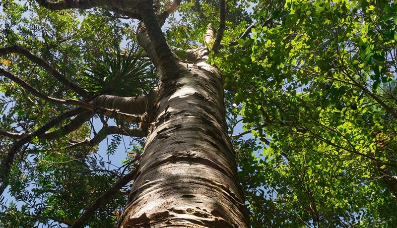 Svo bregðast krosstré sem önnur tré