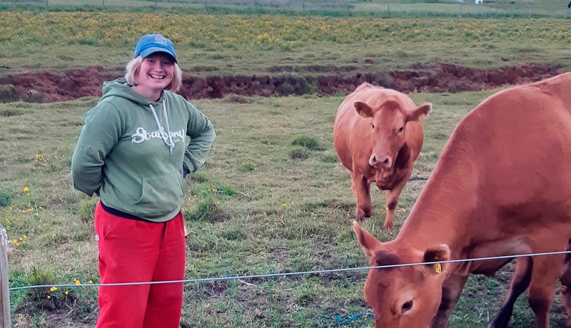 Nærtæk sóknarfæri með ung- og alikálfa