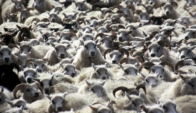 Hvorki heimskt né hjálparvana