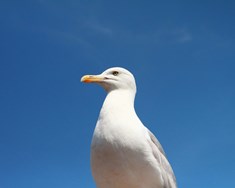 Fuglaflensa í borginni