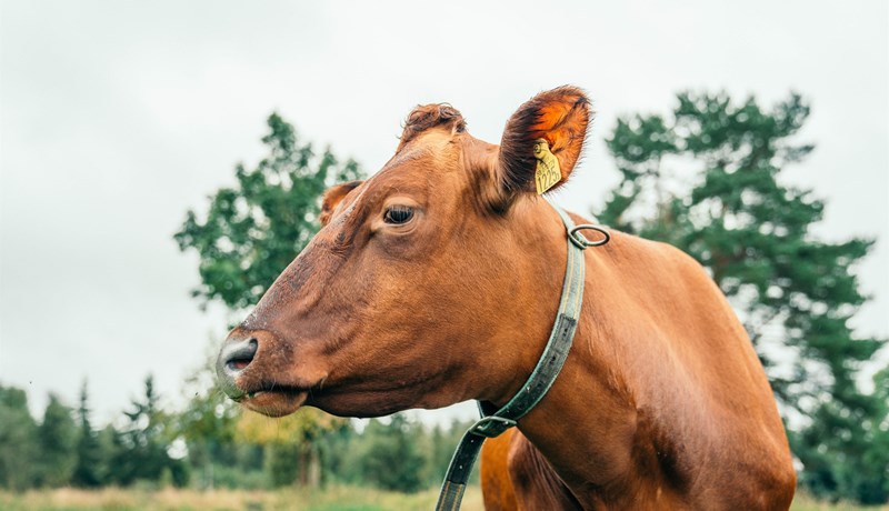 Erlend kúakyn myndu skila mun meiri framlegð