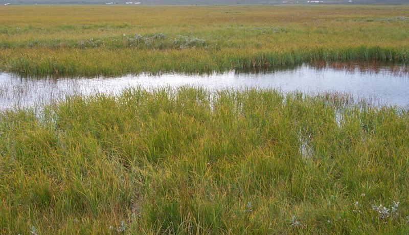Meira um losun gróðurhúsalofttegunda úr votlendi