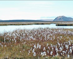 Verkefnisstjórn loftslagsaðgerða