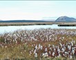 Verkefnisstjórn loftslagsaðgerða